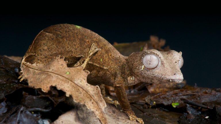 These scaly reptiles are making a home at the San Diego Zoo: See photos – USA Today