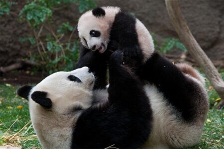 The giant pandas are in San Diego! But when can we see them? – cbs8.com