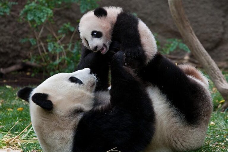 The giant pandas are in San Diego! But when can we see them? – cbs8.com
