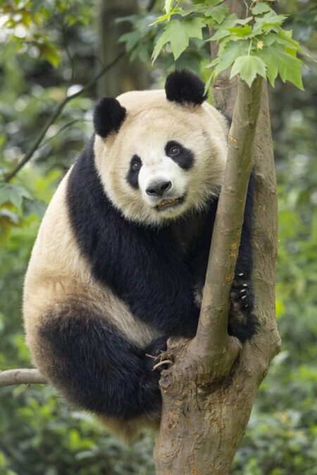 China pledges a pair of pandas for the San Diego Zoo – PBS