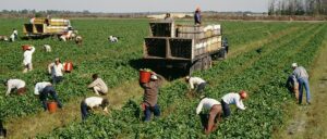 When The U.S. Government Tried To Replace Migrant Farmworkers With High Schoolers : The Salt – NPR