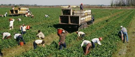 When The U.S. Government Tried To Replace Migrant Farmworkers With High Schoolers : The Salt – NPR
