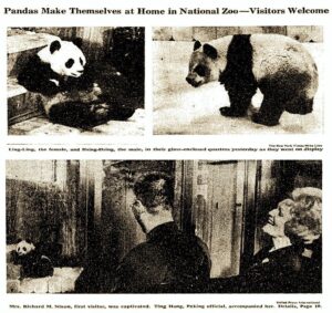A brief history of ‘panda diplomacy’ – with new additions to global zoos – BBC