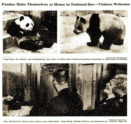 A brief history of ‘panda diplomacy’ – with new additions to global zoos – BBC