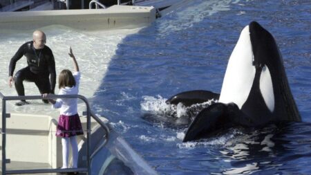 SeaWorld to end killer-whale shows in San Diego – USA Today