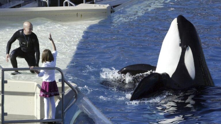 SeaWorld to end killer-whale shows in San Diego – USA Today