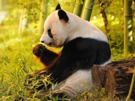 “Envoys of friendship”: China set to send giant pandas to San Diego Zoo – Axios