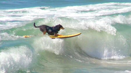 Video captures group of dogs riding the waves on a single surfboard – USA Today