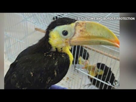 Man accused of smuggling 14 toucans in vehicle – fox5sandiego.com