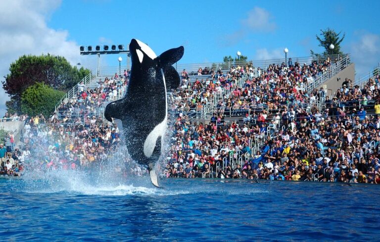 SeaWord San Diego ends world-famous killer whale show – France 24