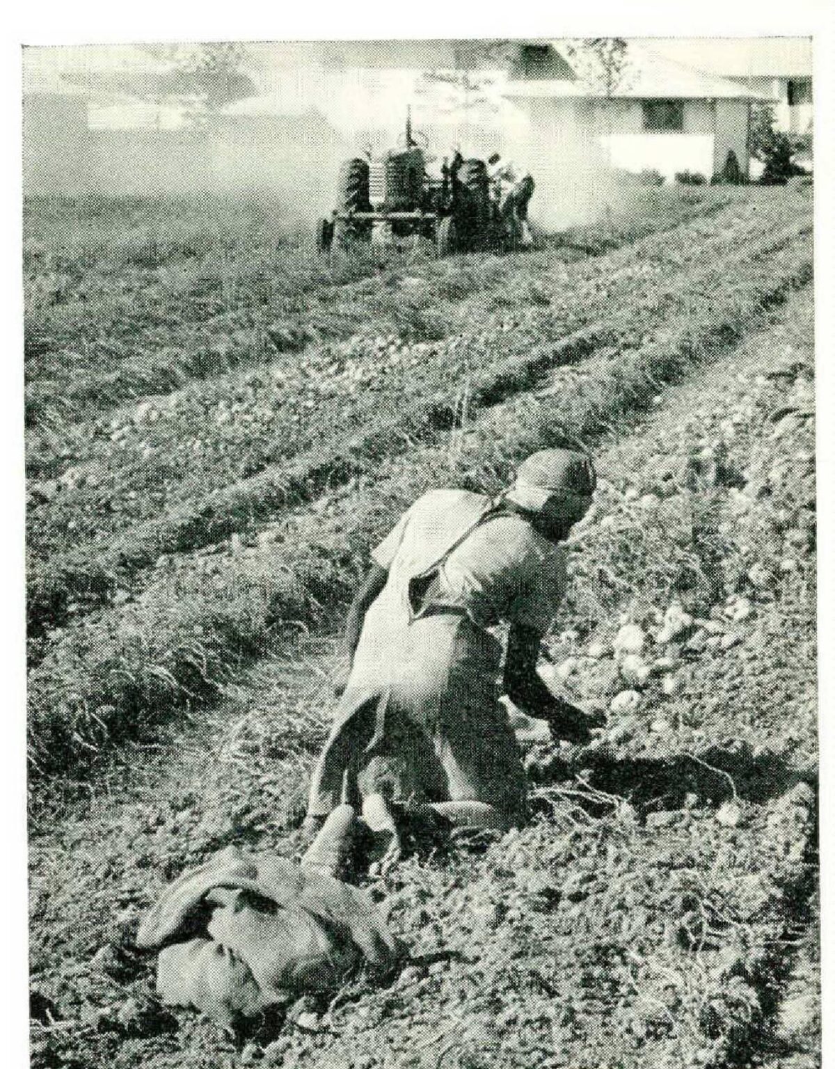 How Replacing Migrant Workers with High Schoolers in 1965 Led to a Major Disaster In 1965, the government tried replacing migrant workers with high-schoolers. It was a disaster. – The Washington Post