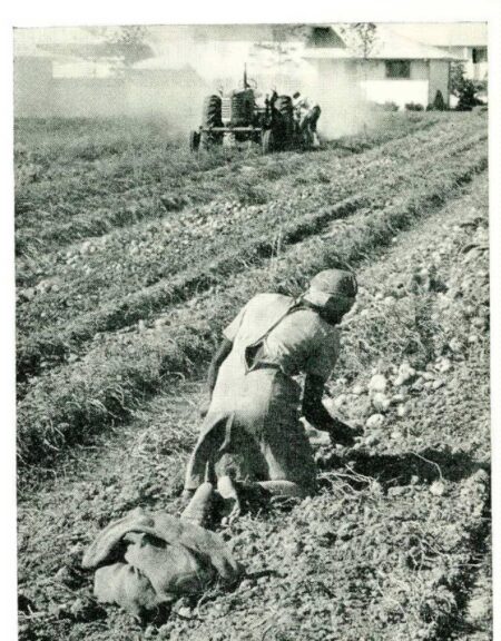 In 1965, the government tried replacing migrant workers with high-schoolers. It was a disaster. – The Washington Post