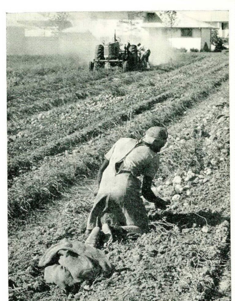 In 1965, the government tried replacing migrant workers with high-schoolers. It was a disaster. – The Washington Post