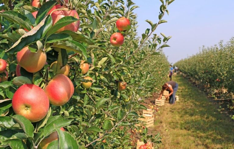 Explore Why Julian Orchard Is a Must-Visit Apple Picking Destination This Fall Julian orchard ranked among best places in U.S. for apple picking this fall – fox5sandiego.com