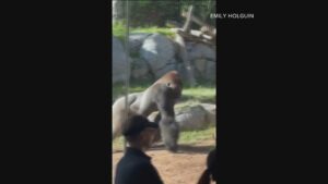 Video Gorilla Breaks Glass Barrier in Stunning San Diego Zoo Encounter Video Gorilla smashes glass at San Diego Zoo – abcnews.go.com