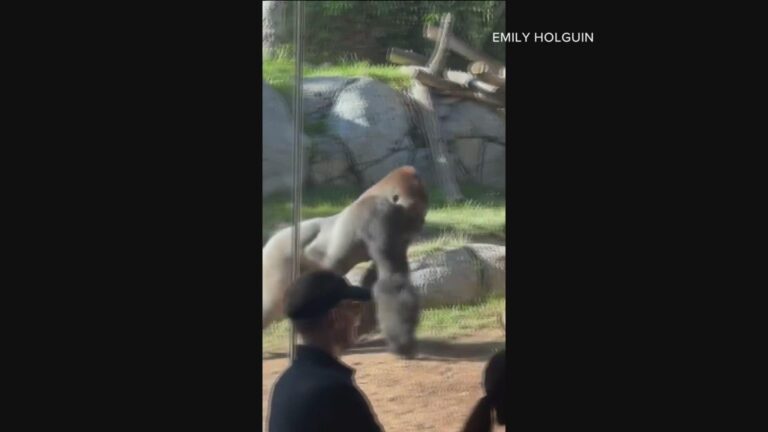 Video Gorilla Breaks Glass Barrier in Stunning San Diego Zoo Encounter Video Gorilla smashes glass at San Diego Zoo – abcnews.go.com