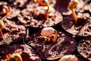 CaliBaja Higher Education Consortium Officially Launches – UC San Diego Today