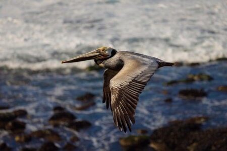 Thousands Prepare to Rally Across San Diego for Second ‘No Kings’ Protest: Key Locations Unveiled Thousands to gather in San Diego for second ‘No Kings’ protest. Here are the locations – cbs8.com