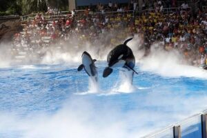 Is SeaWorld mounting a comeback? New rides boost attendance as ‘Blackfish’ turmoil fades – USA Today