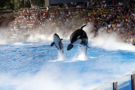Is SeaWorld mounting a comeback? New rides boost attendance as ‘Blackfish’ turmoil fades – USA Today