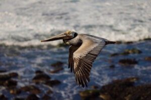 At least 3 dead after small plane crashes into San Diego neighborhood – NBC News